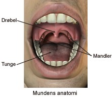 Mundens_anatomi.jpg