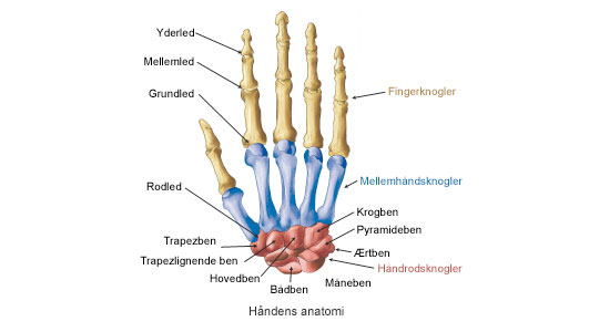 Bliv klogere håndens anatomi | Aleris