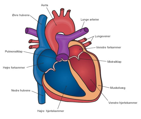 Sådan Fungerer Dit Hjerte | Aleris