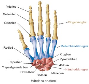 Bliv klogere håndens anatomi | Aleris