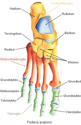 Bliv fodens anatomi | Aleris