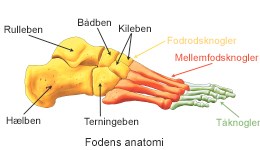 Bliv fodens anatomi | Aleris